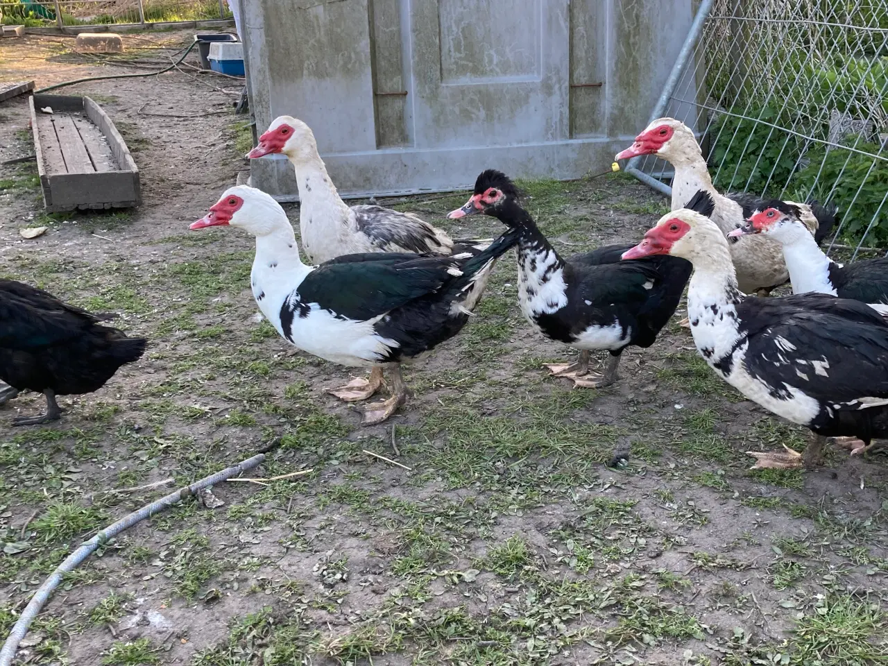 Billede 5 - Moskusænder og landænder 