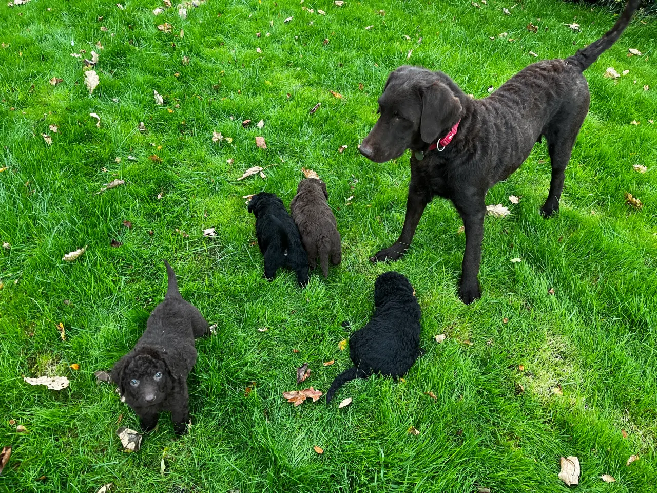 Billede 7 - Labradoodle hvalpe søger nye hjem 