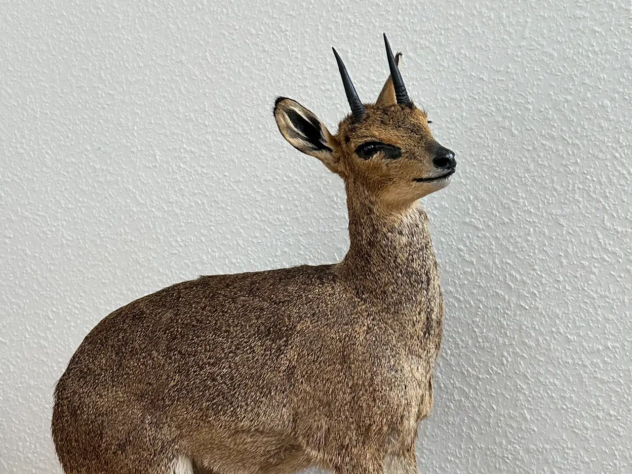 Billede 3 - Fuldmonteret Klipspringer fra Namibia sælges