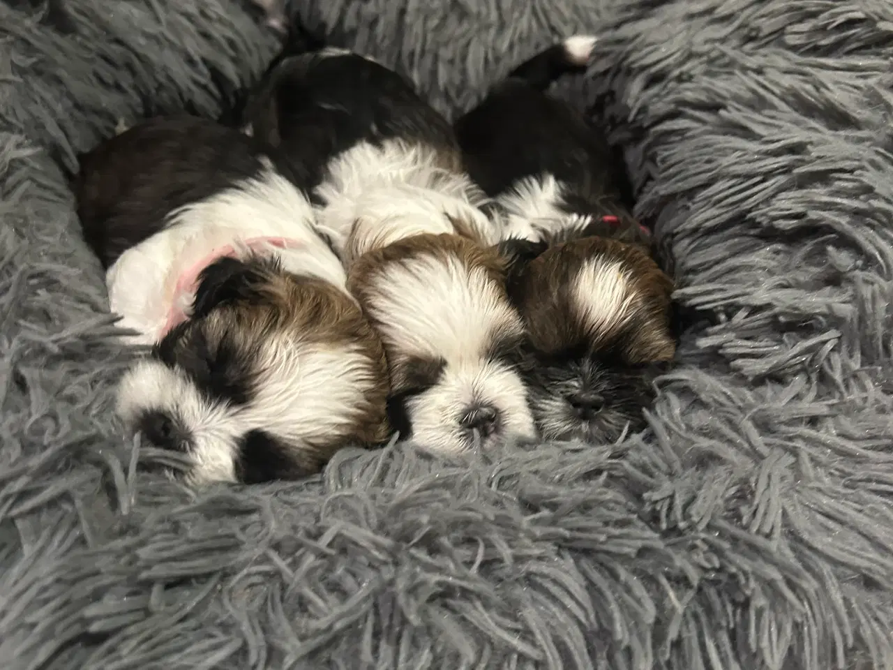 Billede 5 - Shih tzu hvalpe 