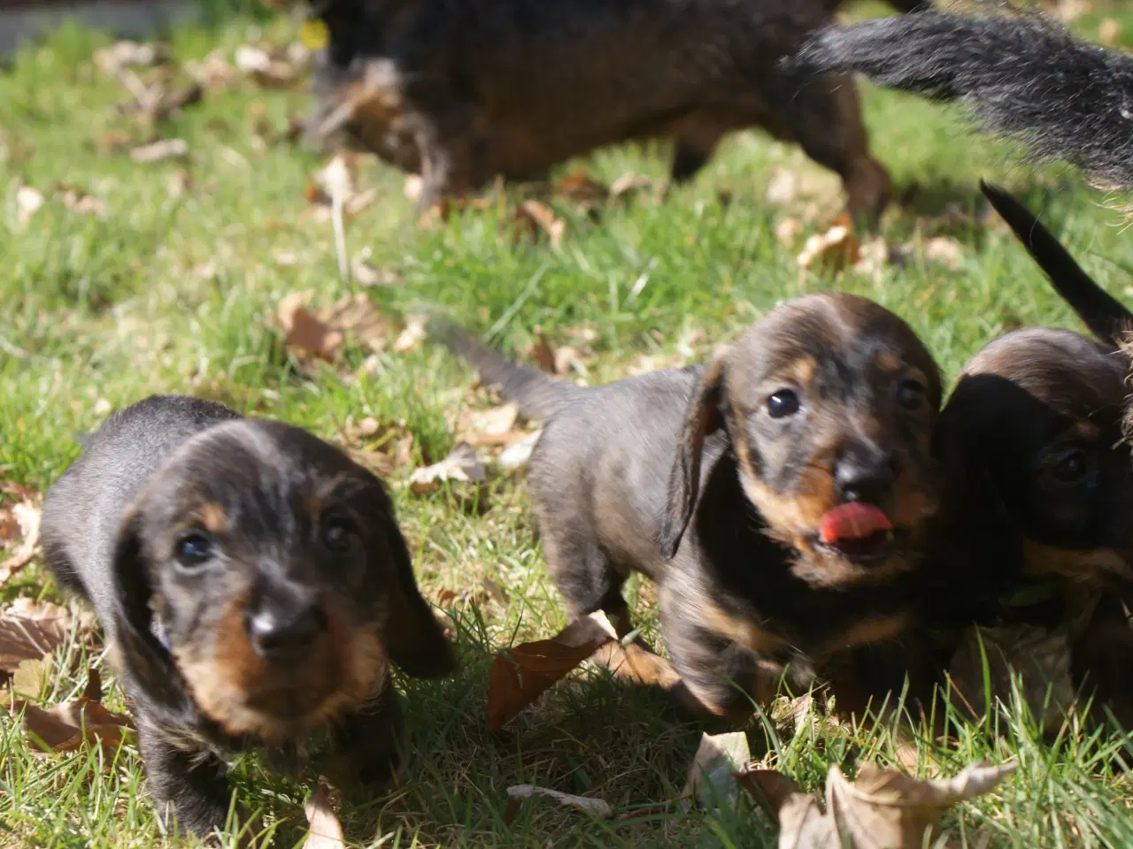 Billede 6 - Ruhåret dværg gravhunde hvalpe