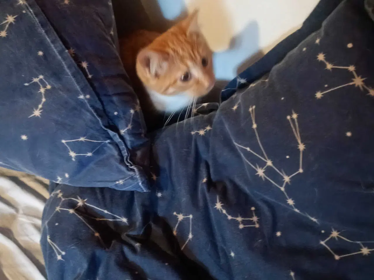 Billede 10 - Rød hun killing