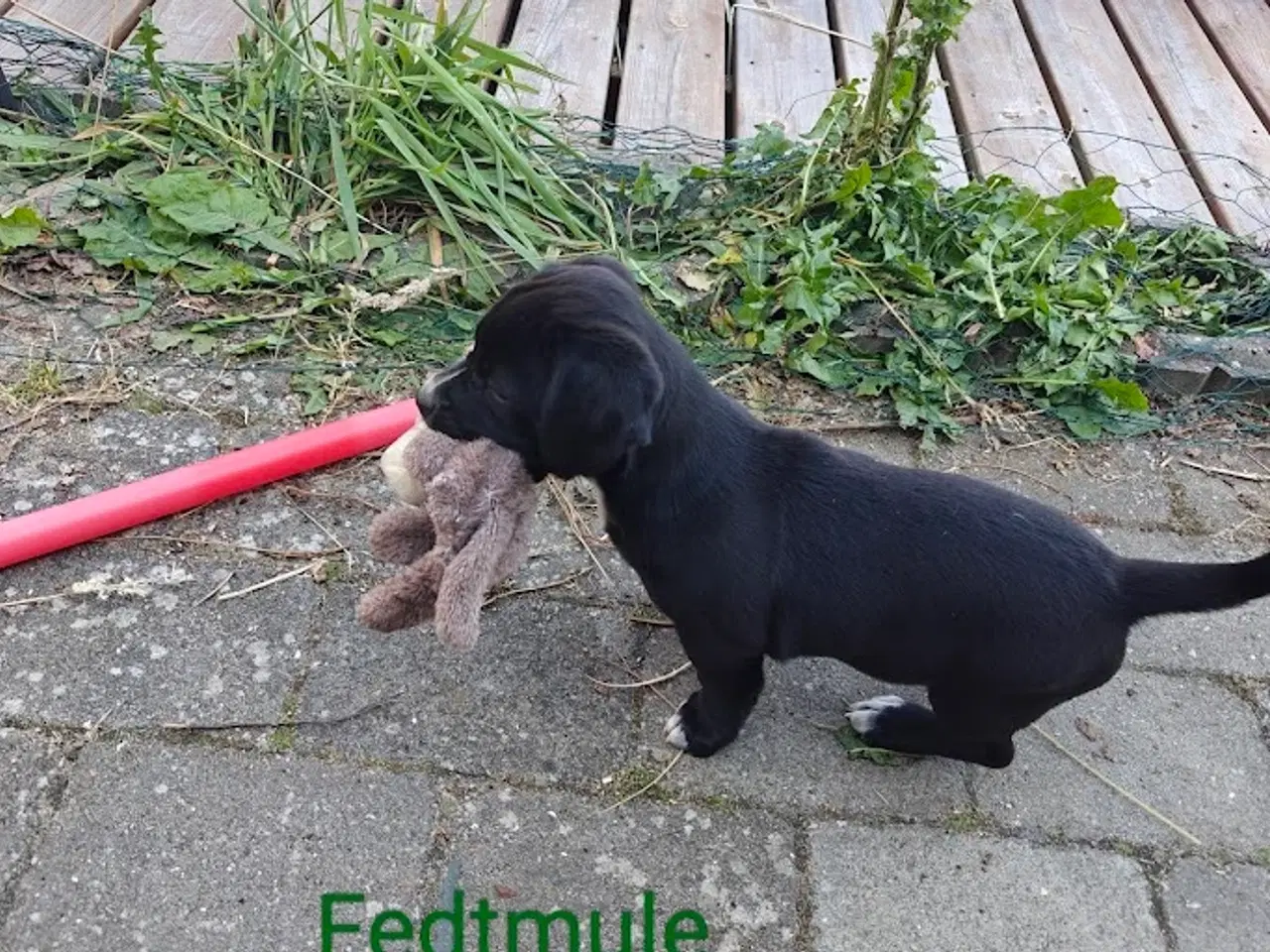 Billede 2 - gravhund blanding 9 uger