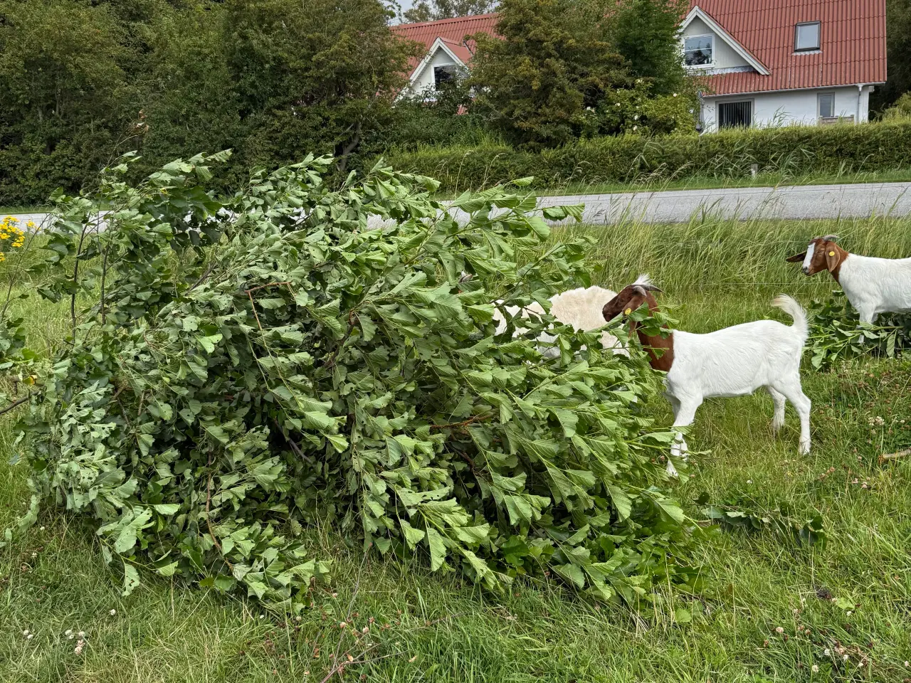 Billede 7 - Boer geder sælges
