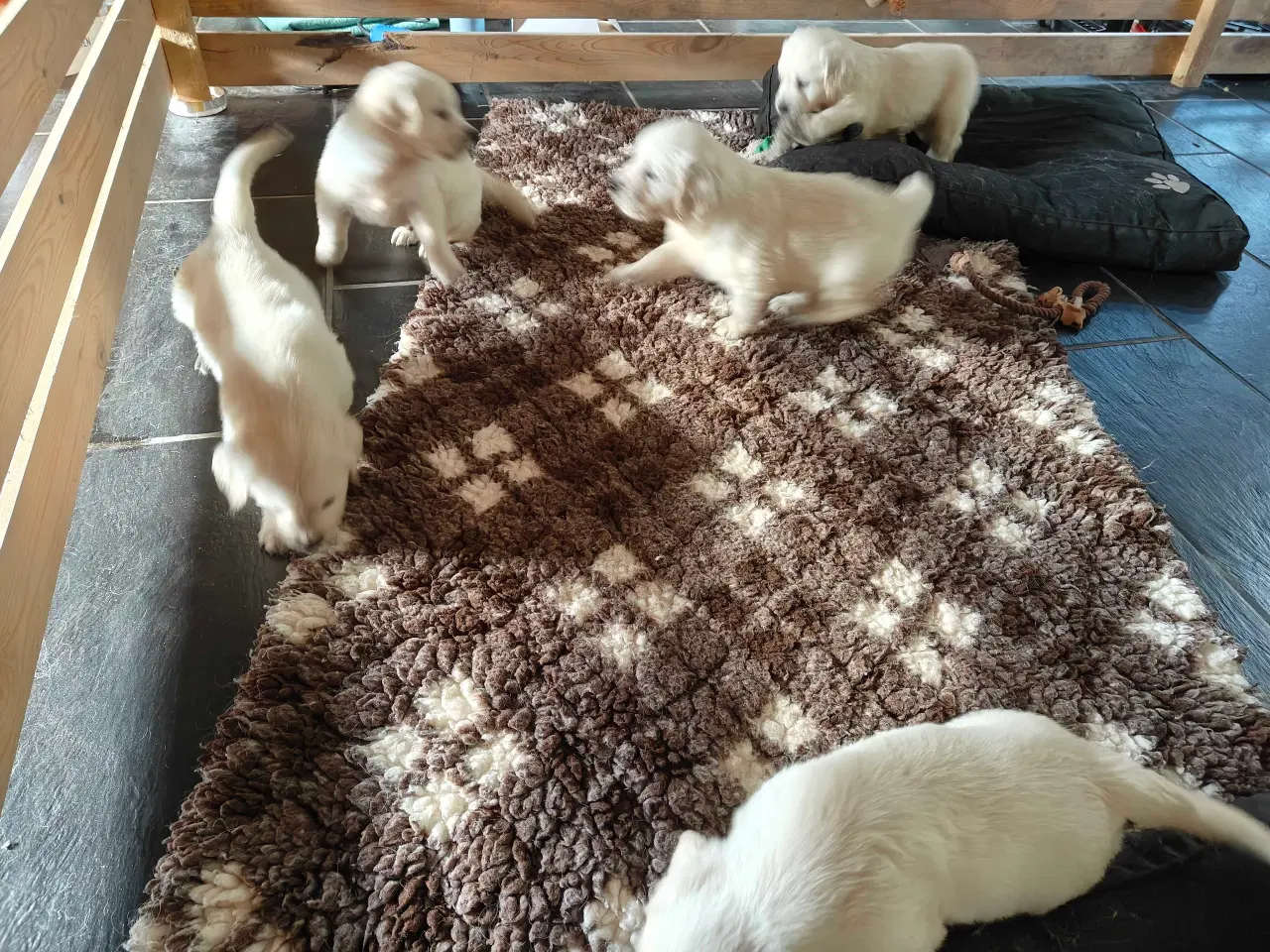 Billede 6 - Golden retriever hvalpe 