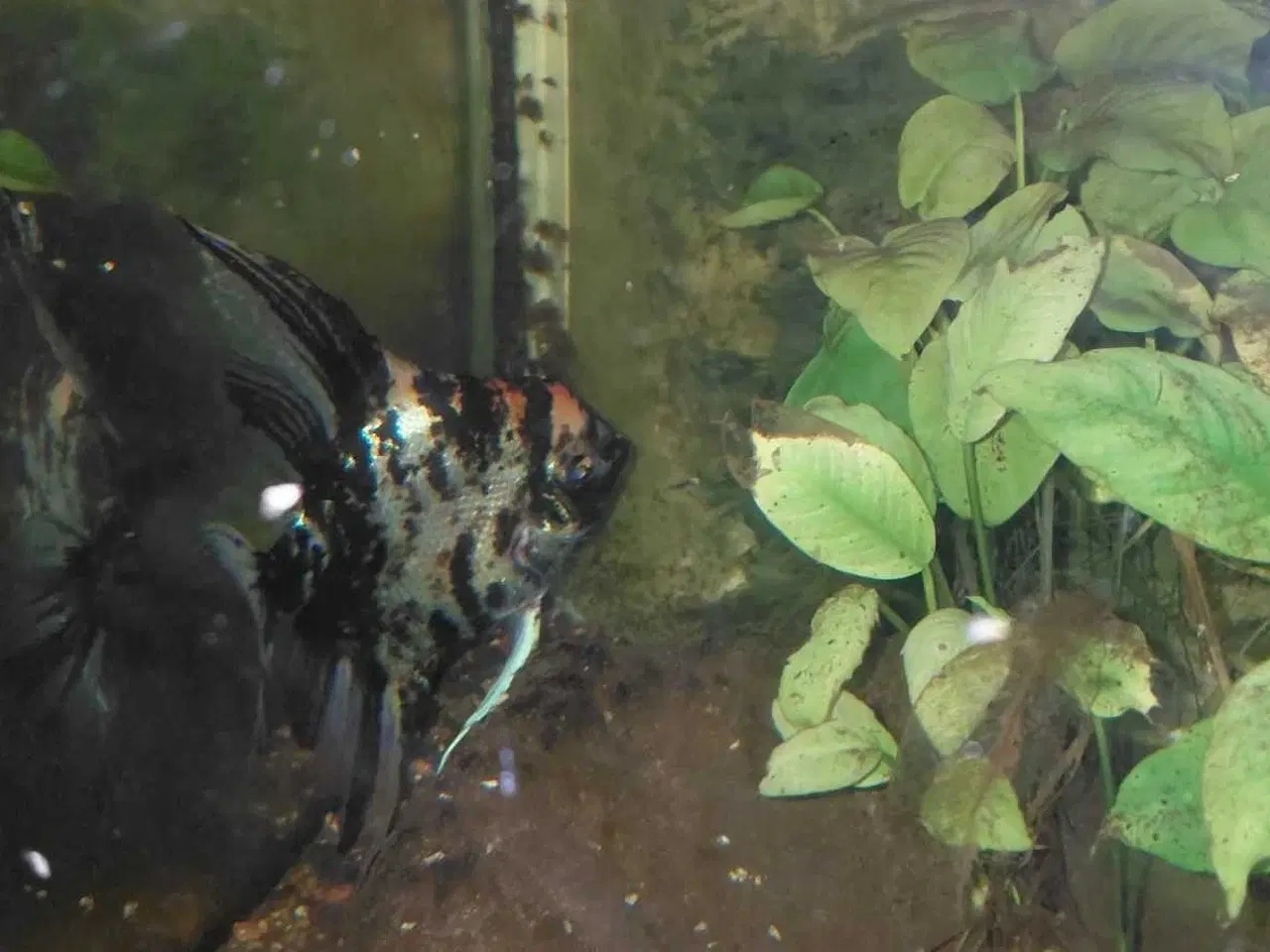 Billede 2 - Ensom Scalare fisk søger ny familie 