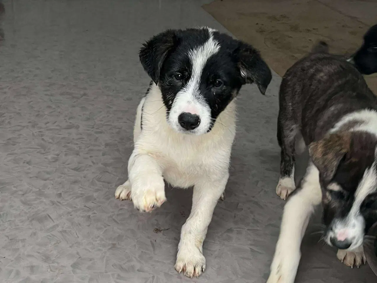 Billede 1 - Lyra søger sit 4 ever hjem 