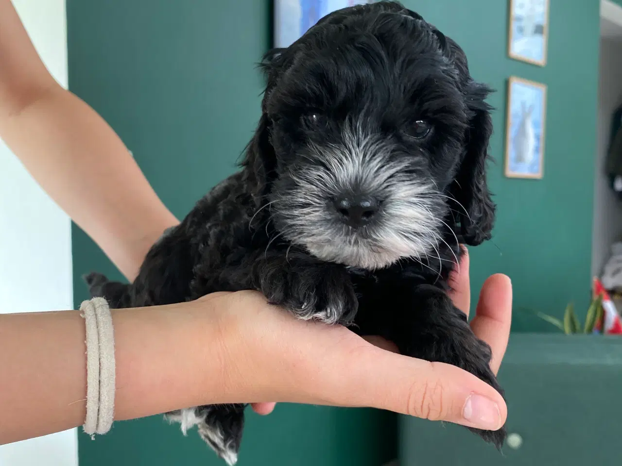 Billede 18 - Cockerpoo, cockerdoodle, cockapoo, doodle