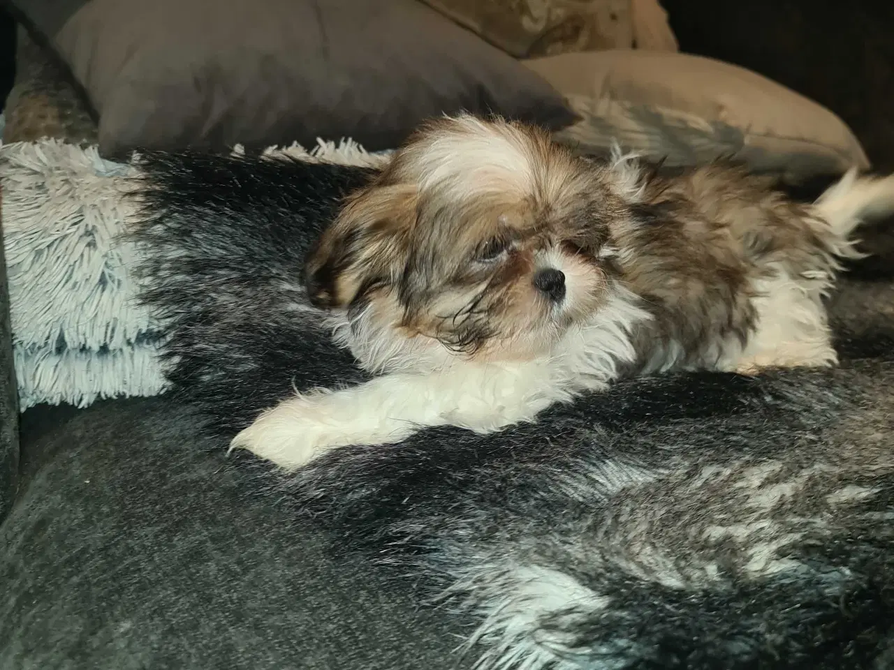 Billede 6 - Shih tzu hvalpe 