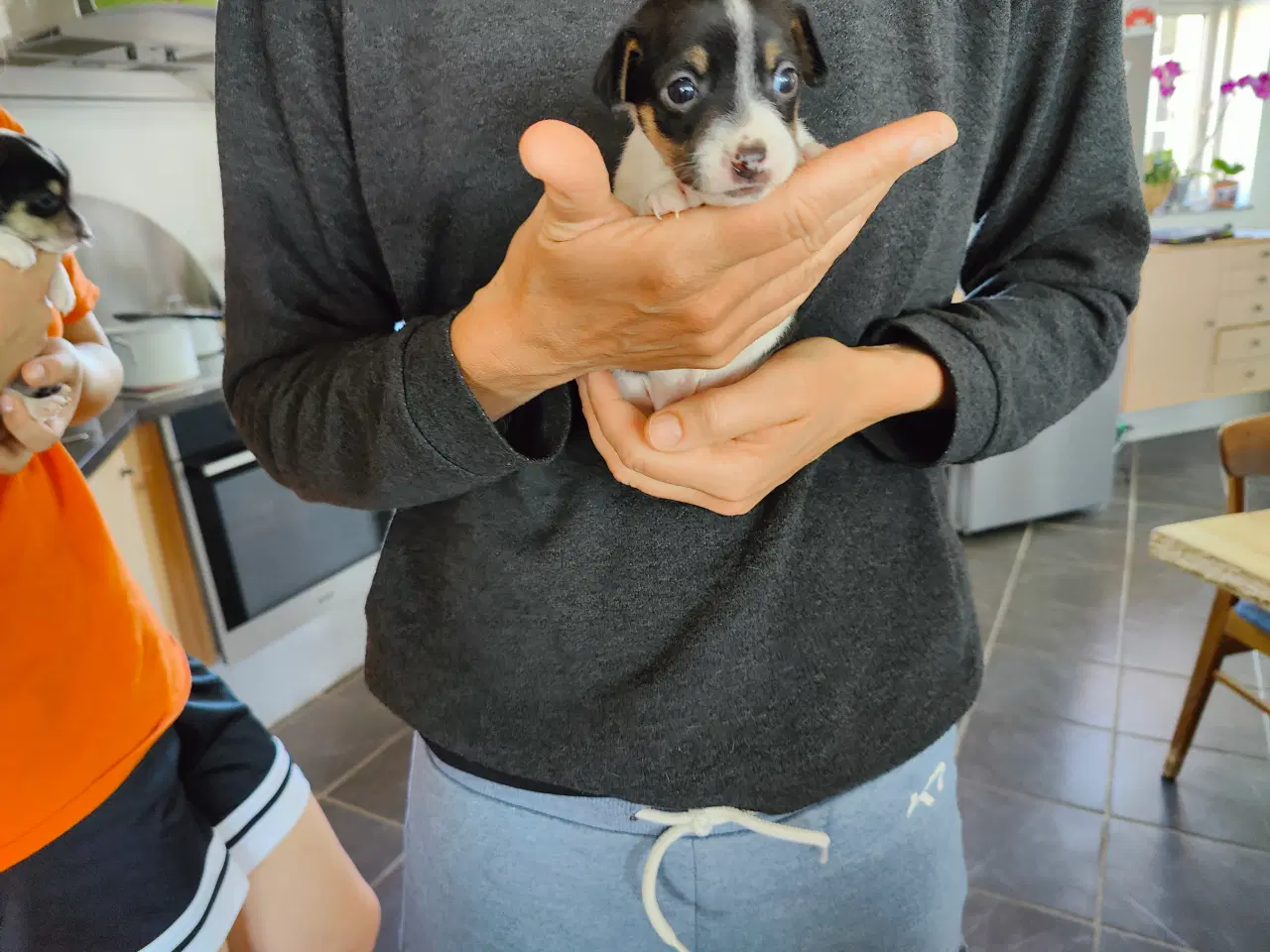 Billede 3 - Dansk Svensk Gårdhundehvalpe