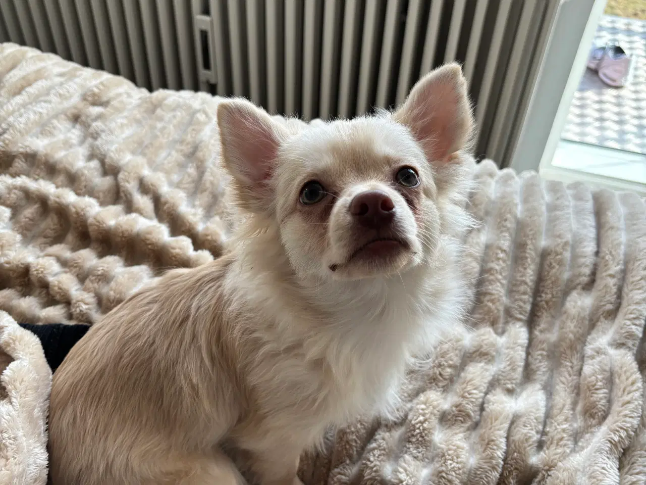 Billede 4 - Lang håret chihuahua 