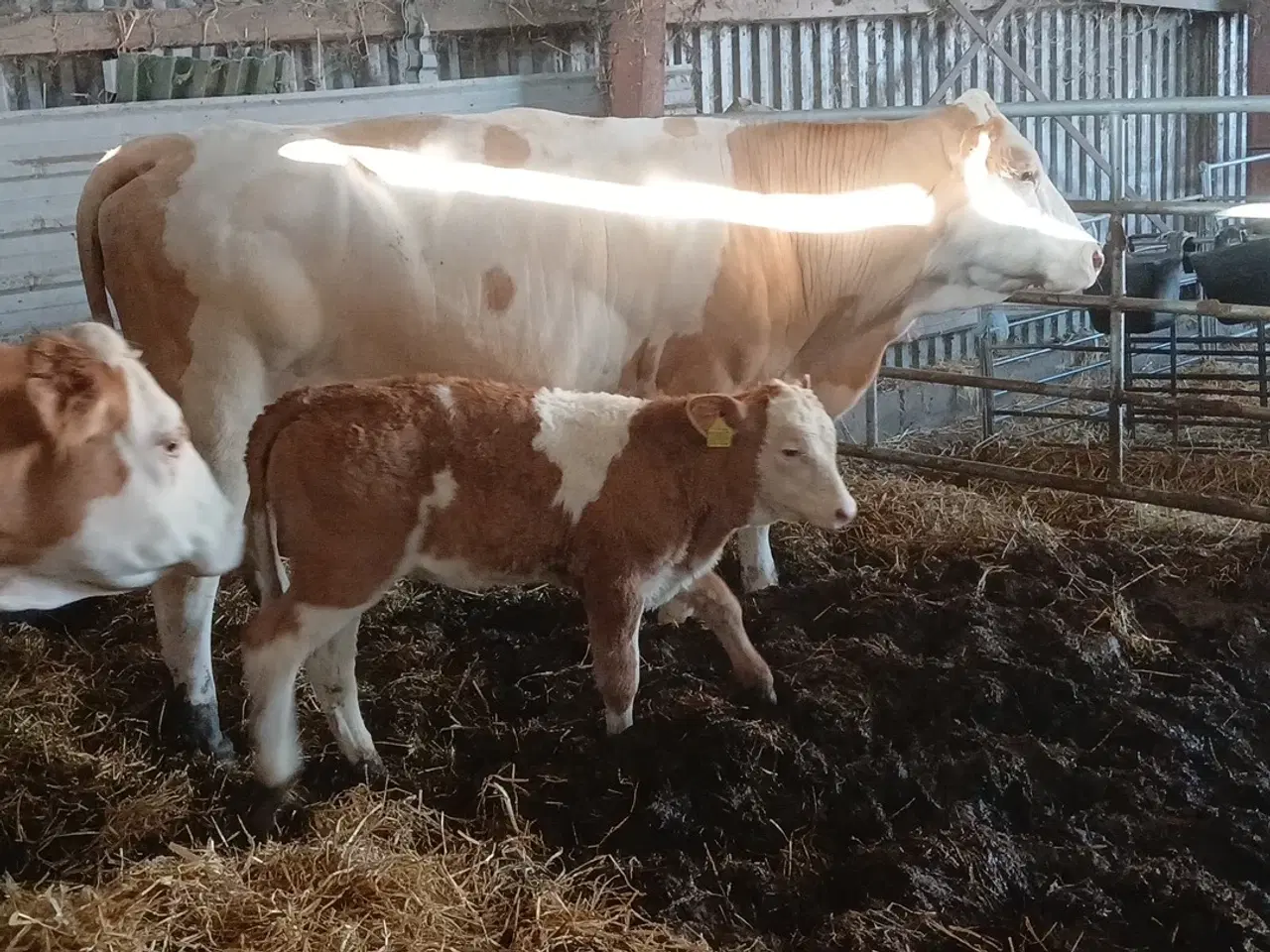 Billede 2 - 2 simmentaler køer med kalve 