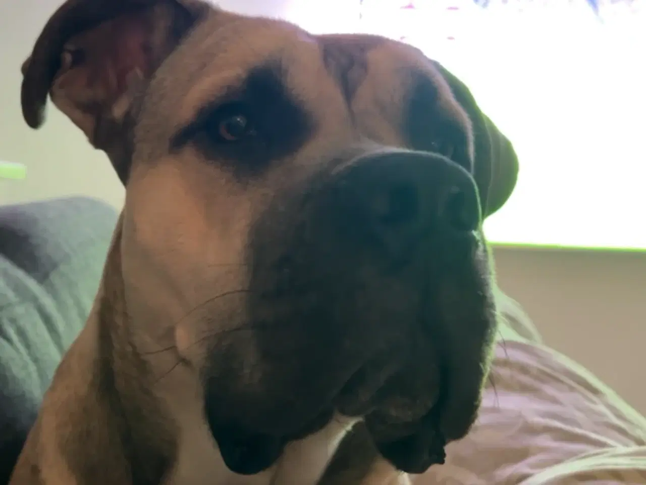 Billede 15 - Store, smukke og robuste Boxer/Mastiff hvalpe