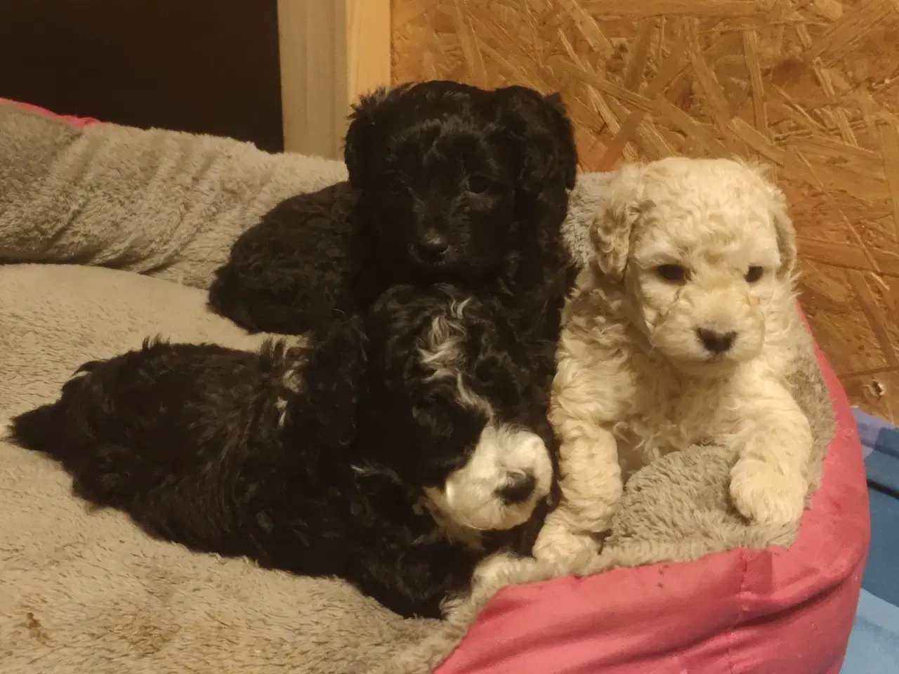 Billede 9 - Havapoo hvalpe