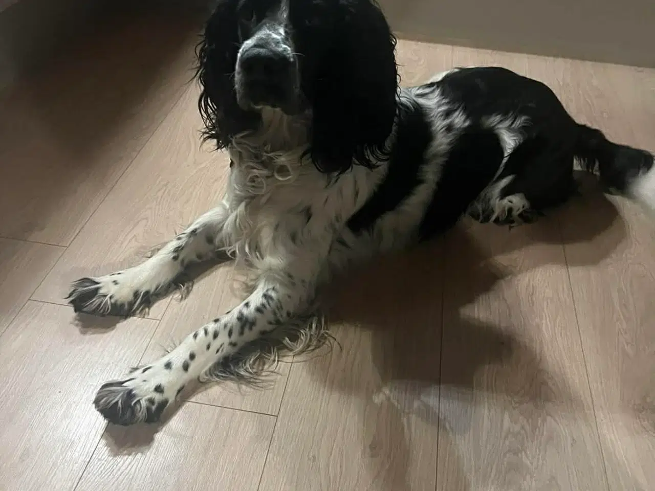 Billede 6 - Hvalpe på vej 