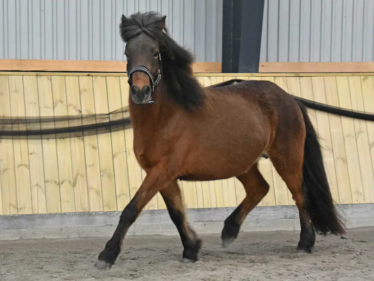 Billede 2 - Stor og cool ung islænder hoppe 