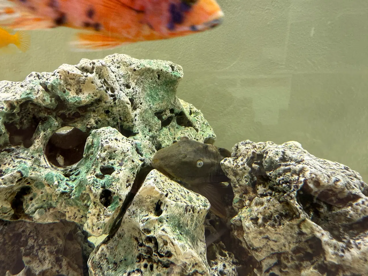Billede 5 - Akvarie 