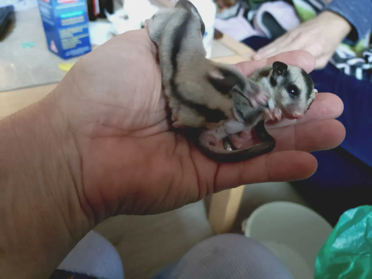 Billede 4 - Sugar glider unger to drenge