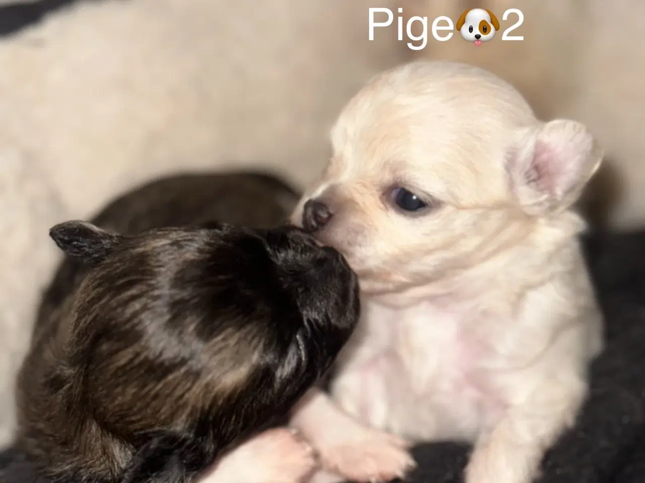 Billede 9 - Skønne chihuahua blandings hvalpe 