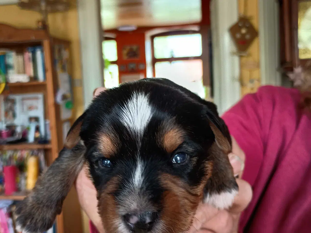 Billede 16 - Yorkshire Terrier hvalpe 