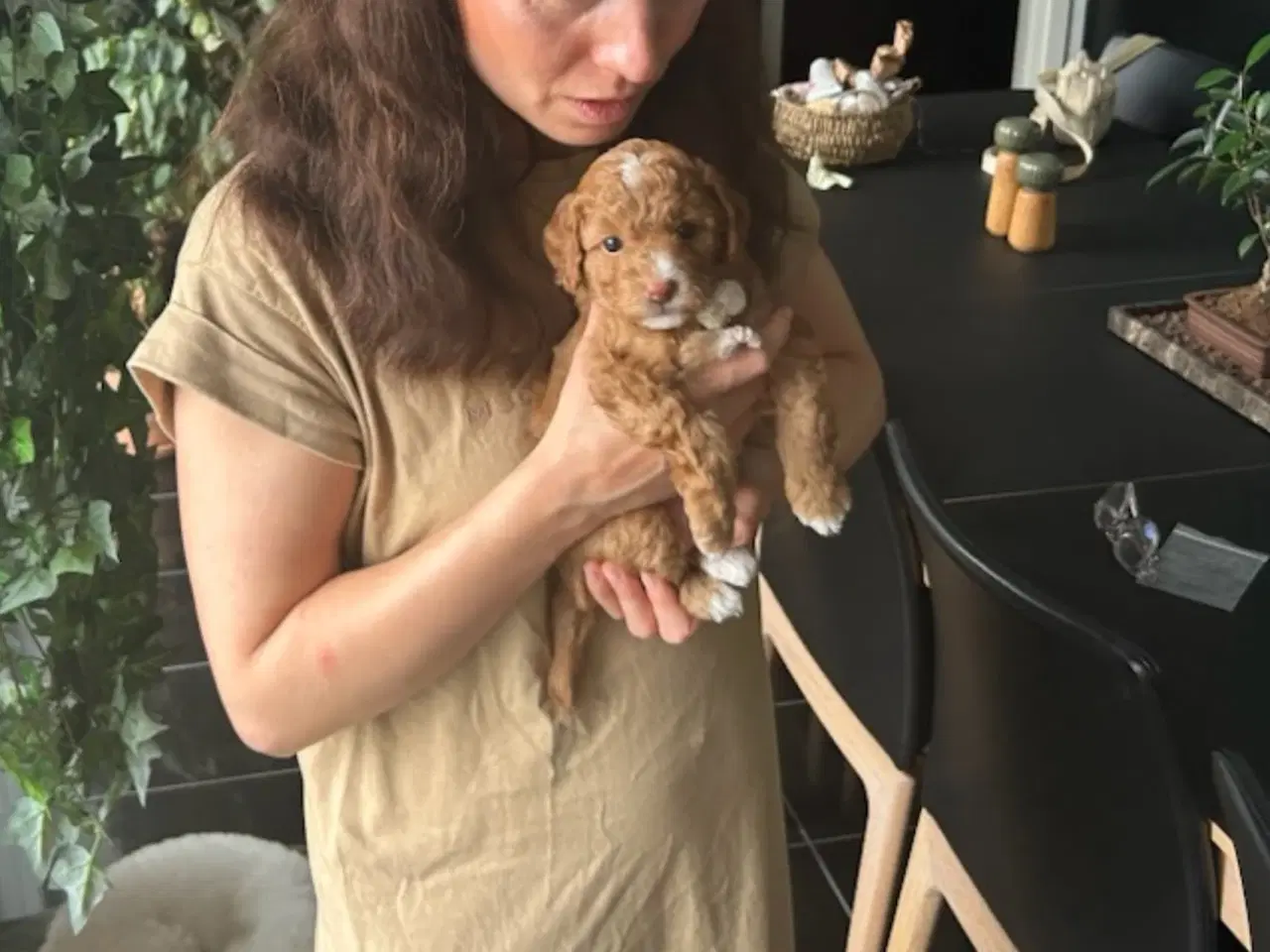 Billede 2 - Vores 2 dværgpuddel har fået 3 hundehvalpe 