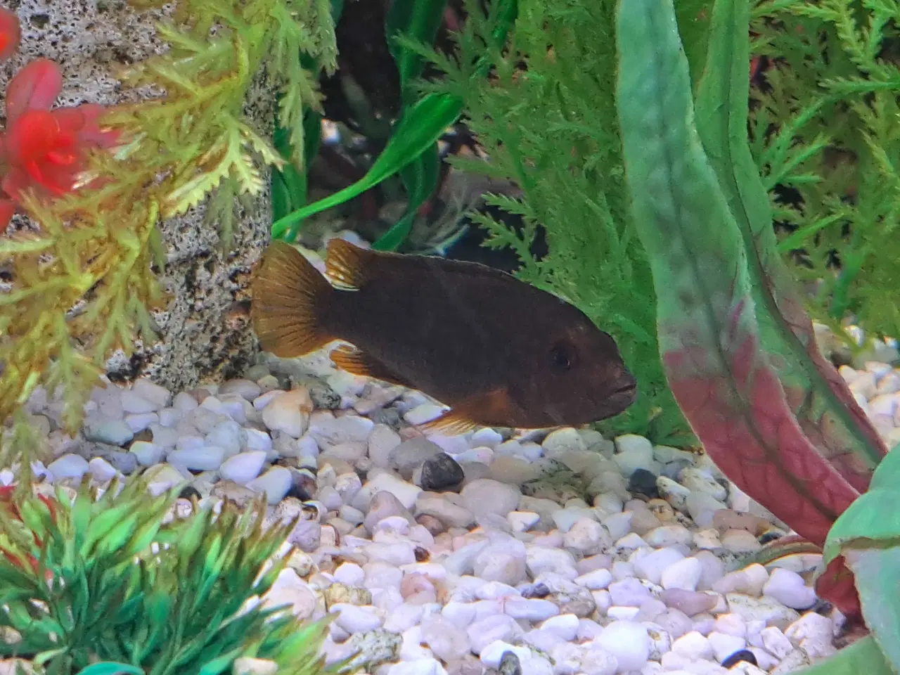 Billede 6 - Orange brunlig variant