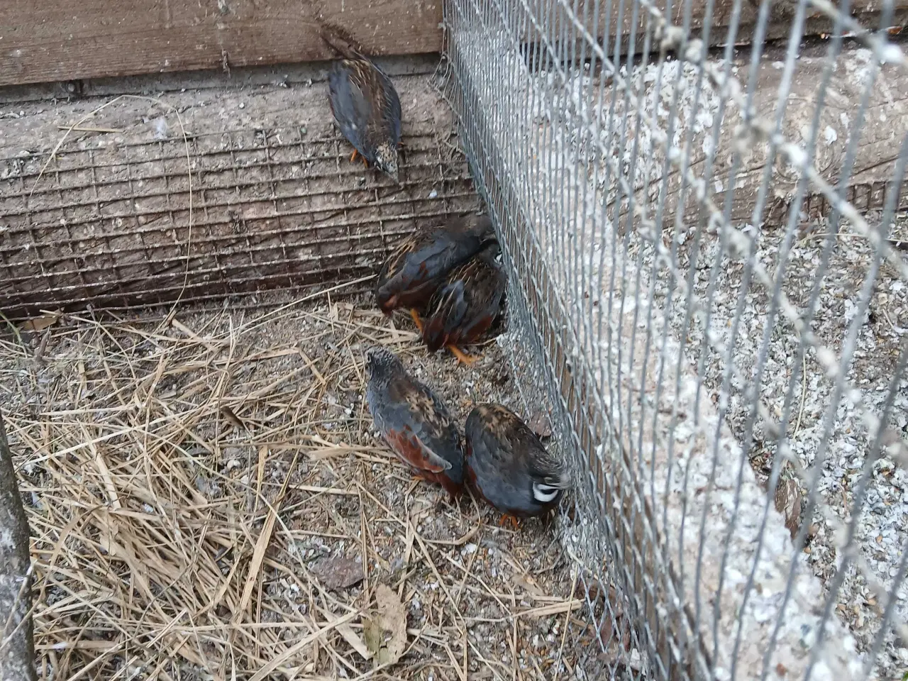 Billede 2 - Dværgvagtel