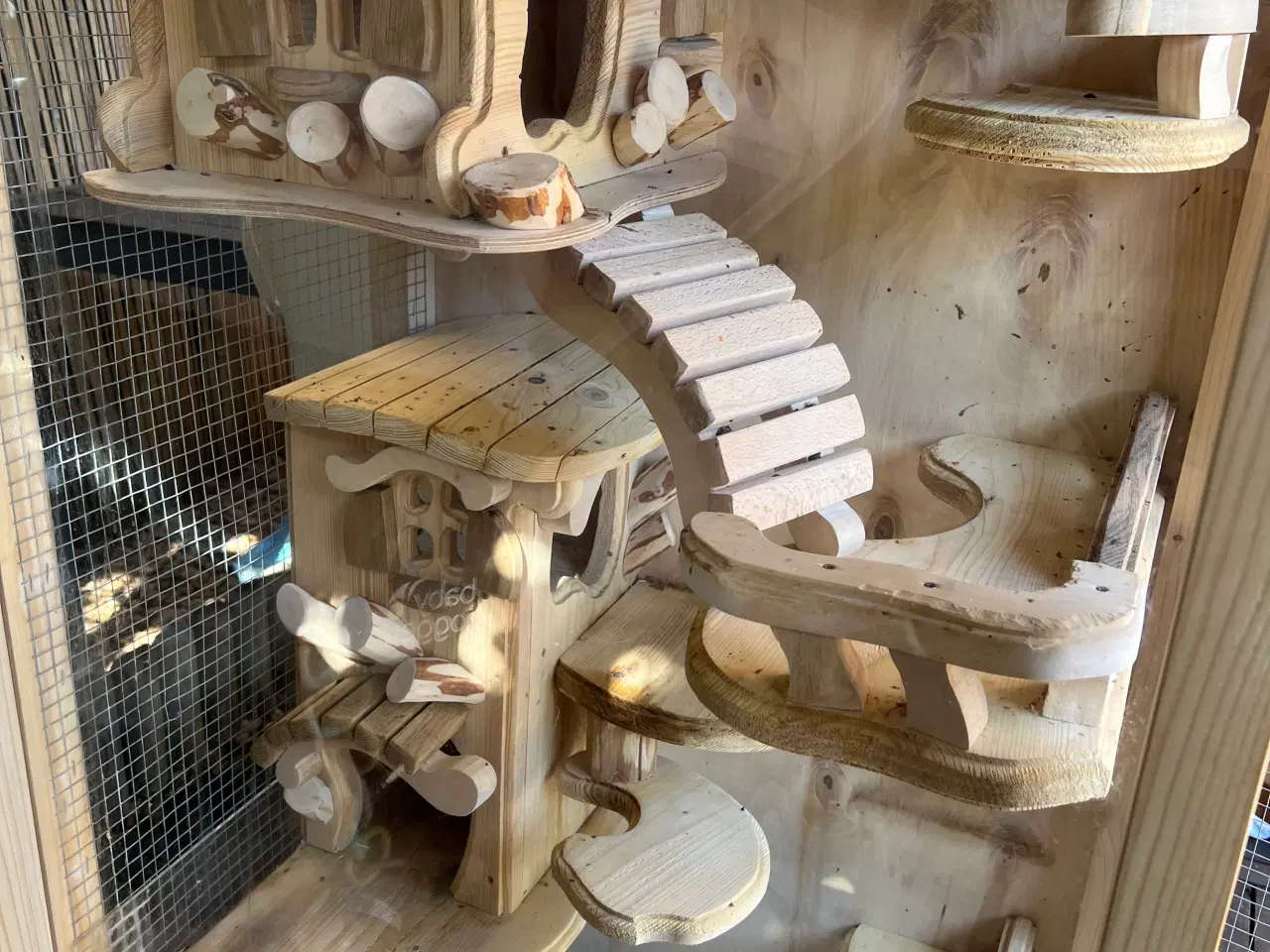 Billede 5 - Sugar glider flyvepungegern 