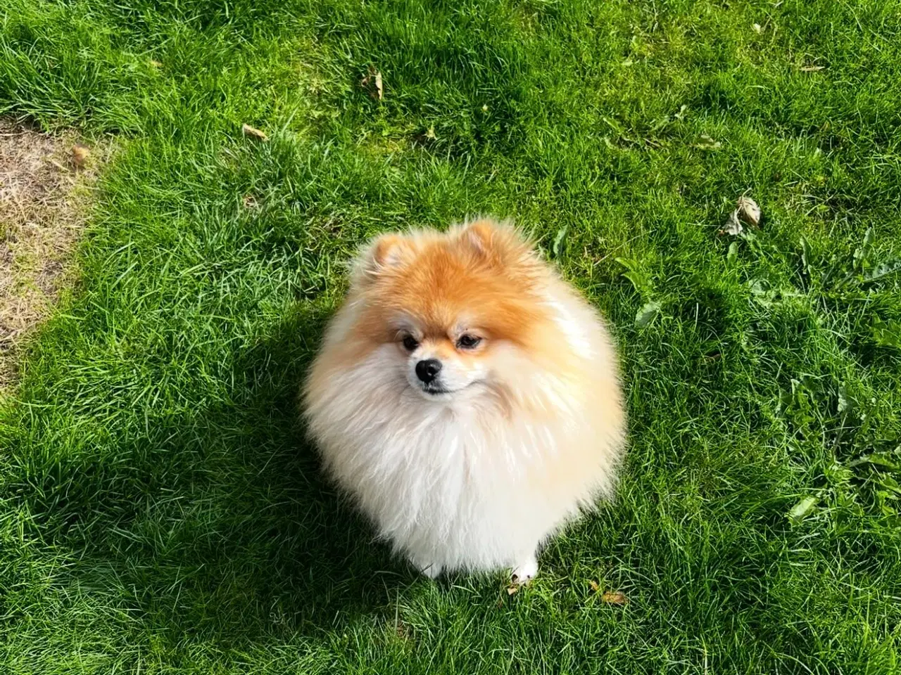 Billede 1 - Pomeranian hanhund