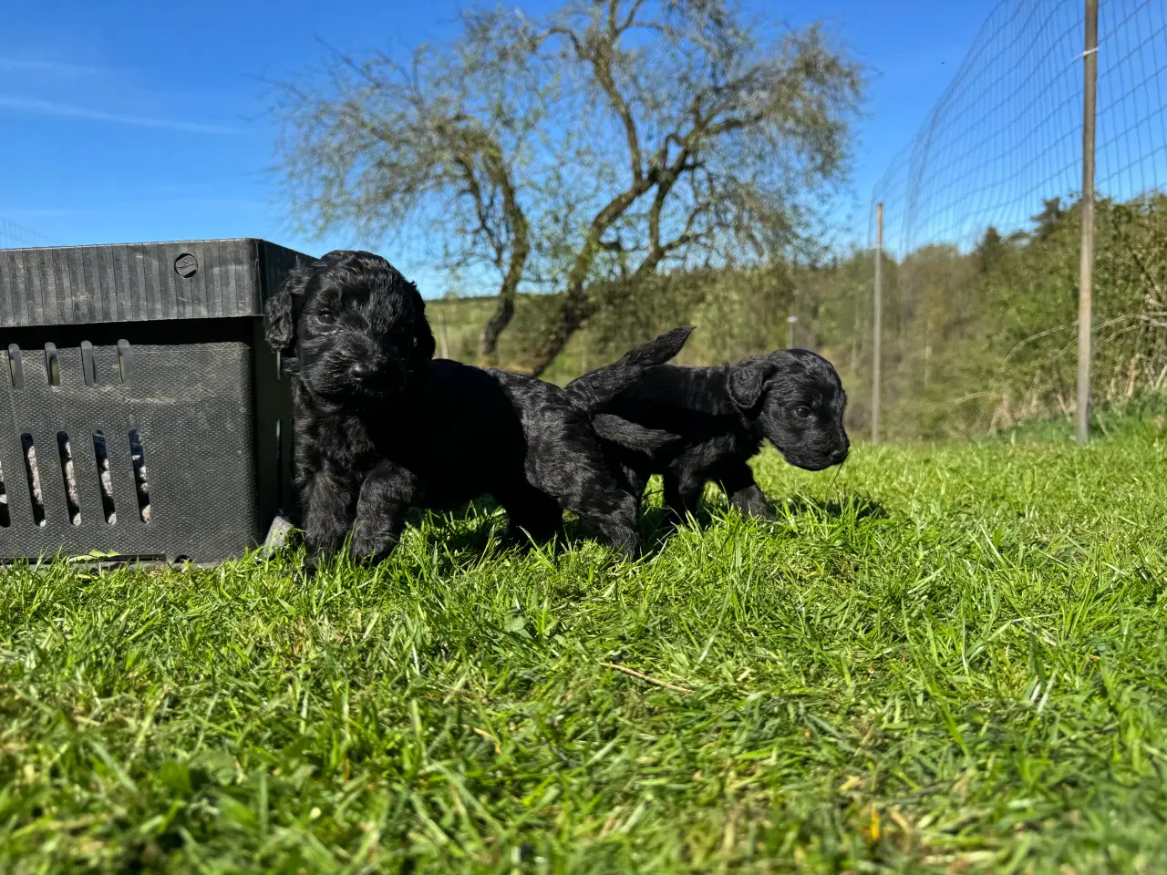 Billede 8 - Cockapoo / Cockerpoo / Doodle