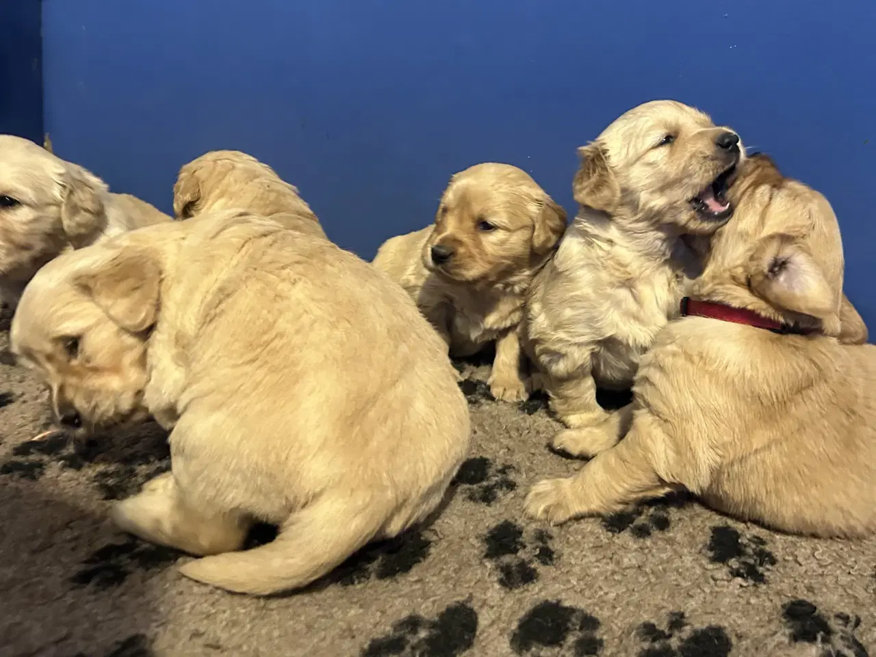 Billede 14 - Skønne Golden Retriever 