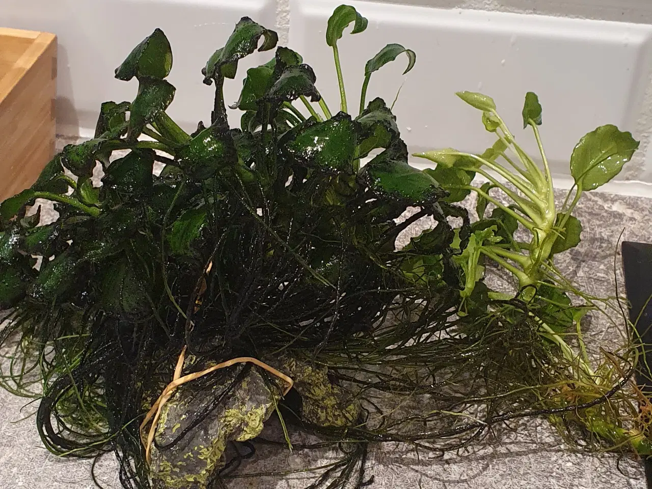 Billede 3 - Akvarieplanter. Anubias.