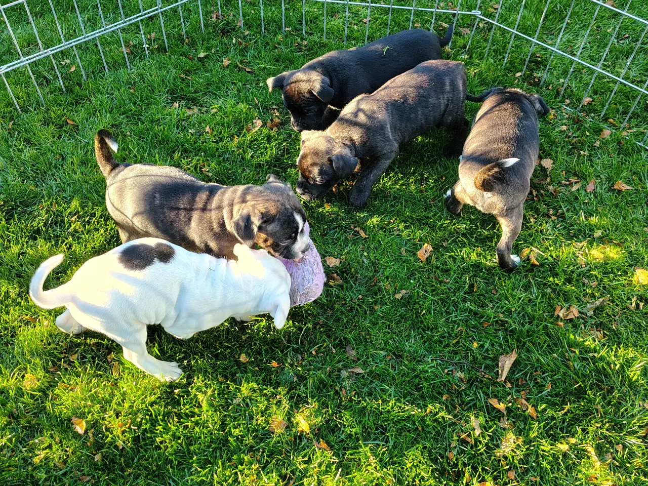Billede 9 - Engelsk Staffordshire bull terrier 