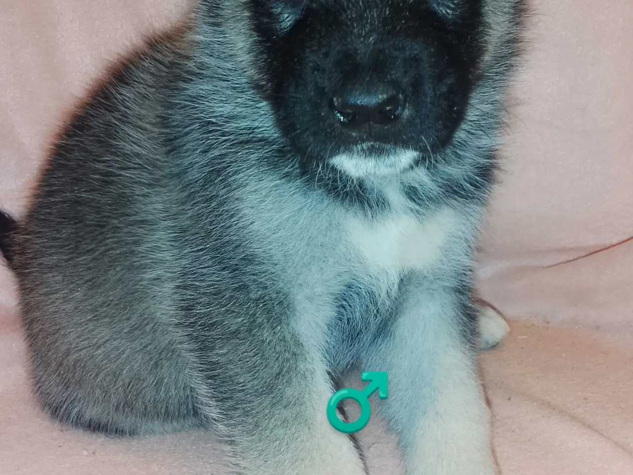 Billede 11 - Alaska Malamute Chow Chow tjekkiske ulvehund husky
