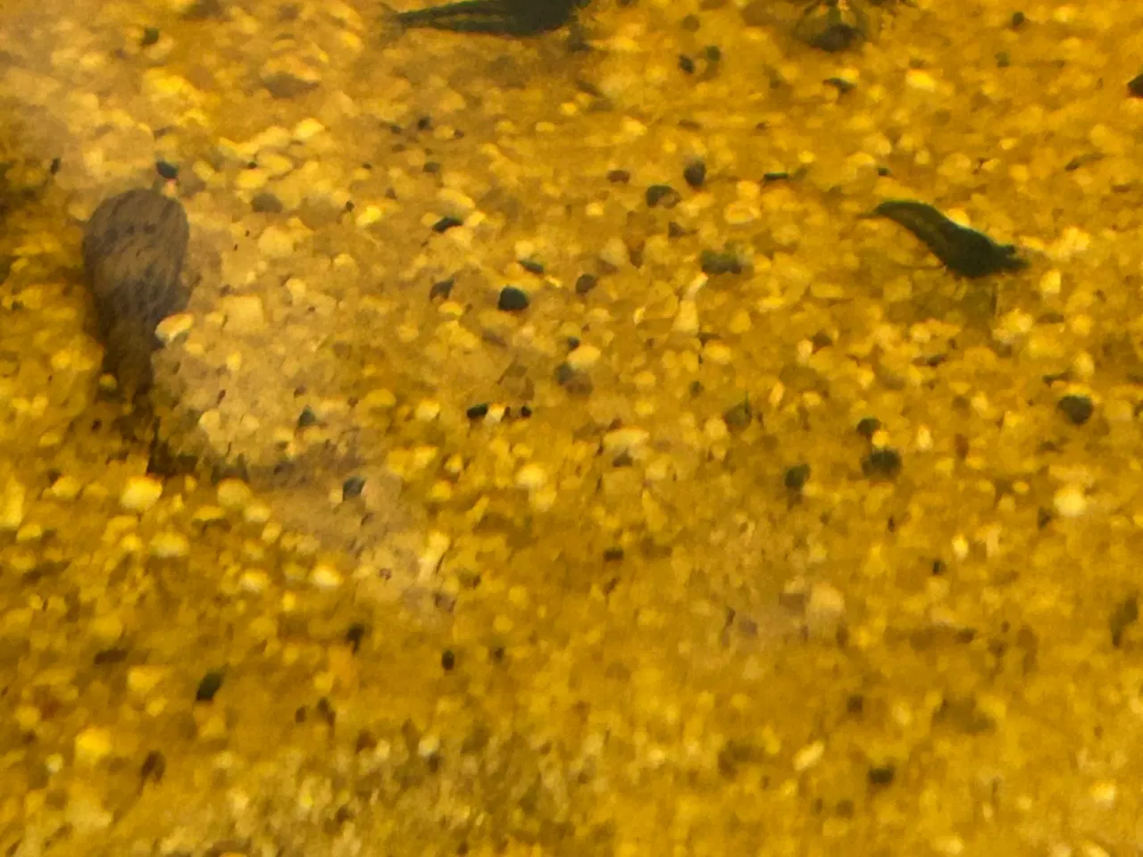 Billede 3 - 🦐💎 Blue Diamond reje– kraftig blå farve | GLS