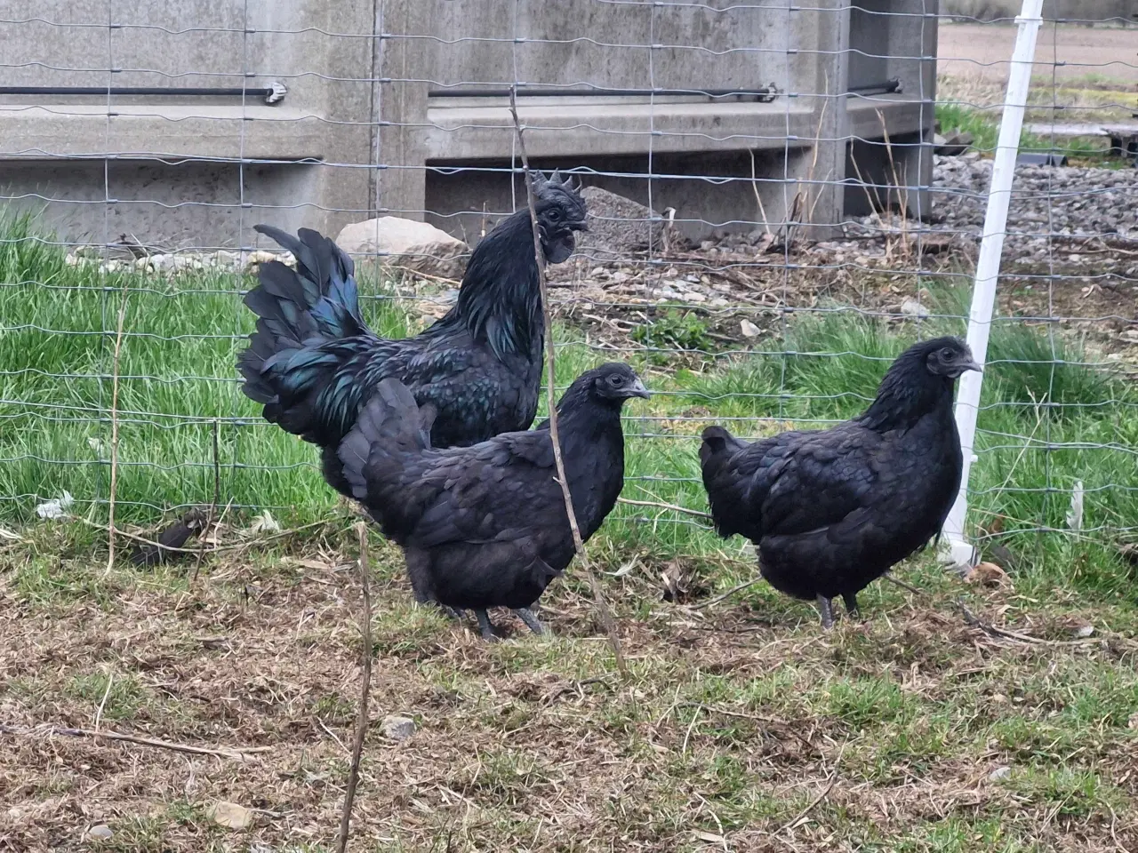 Billede 4 - Daggamle kyllinger, maran, ayam cemani, faverolles