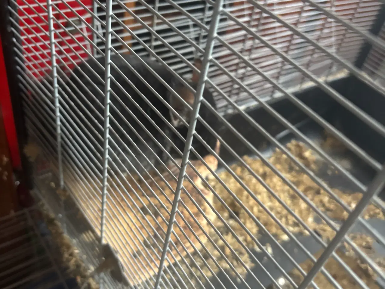 Billede 11 - To drenge chinchilla 