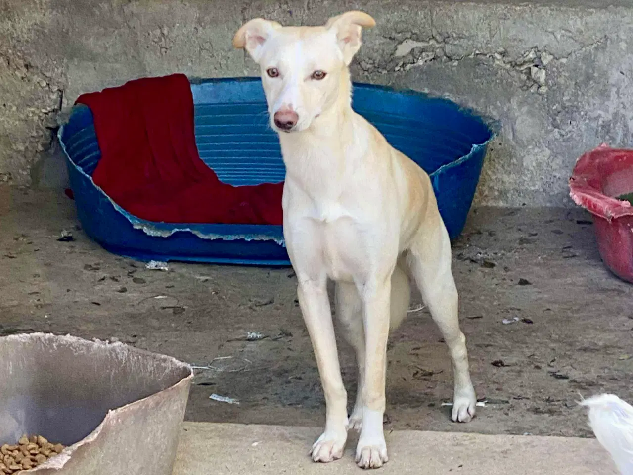 Billede 2 - Vidunderlige Lotus søger sin helt egen familie 🥰