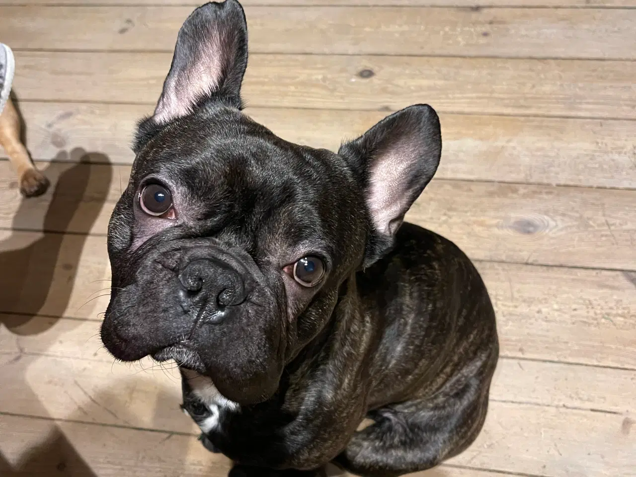 Billede 7 - French bulldog 