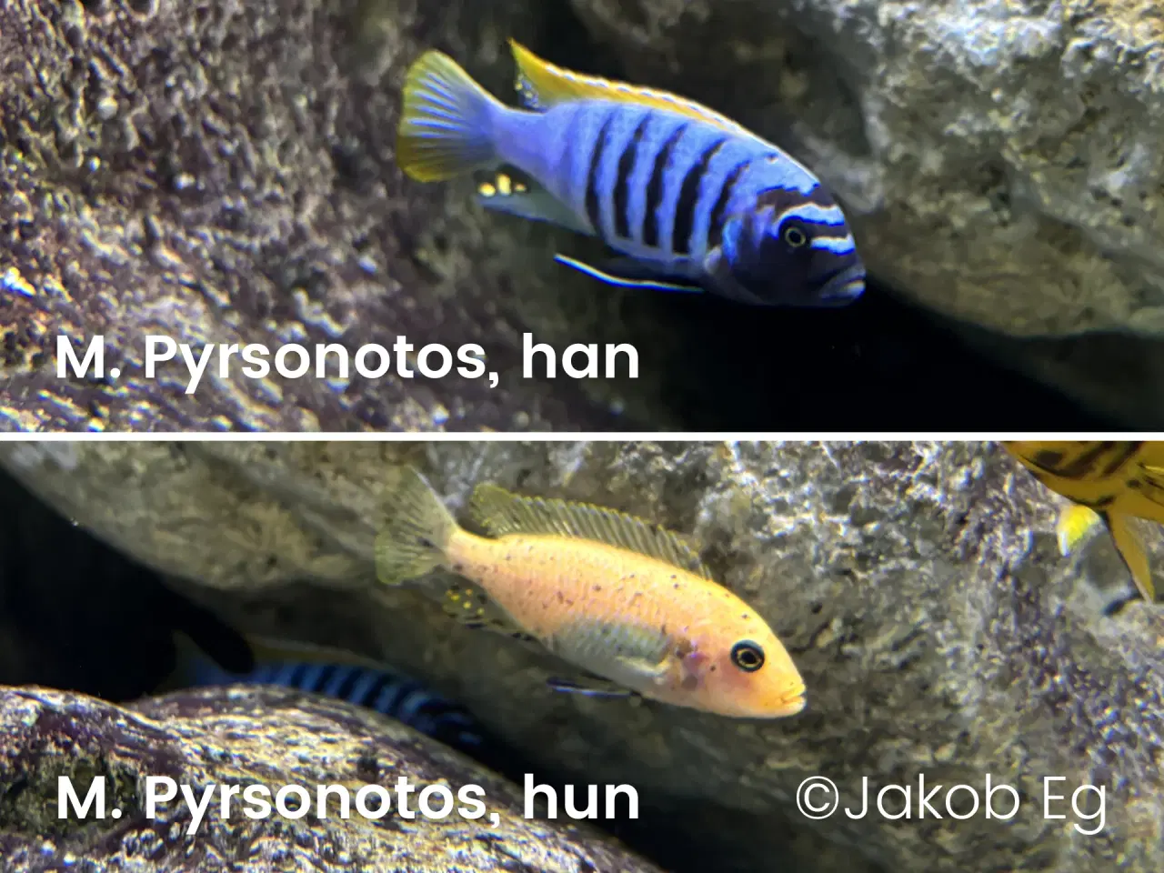 Billede 6 - Malawicichlider: Yngel af 11 forskellige arter