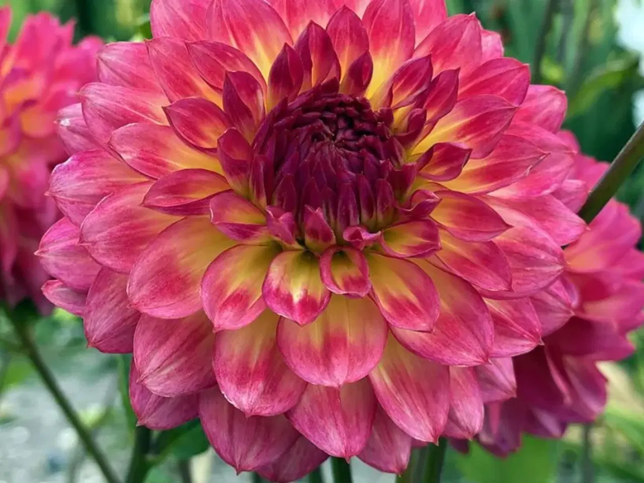 Billede 5 - Dahlia Georginer