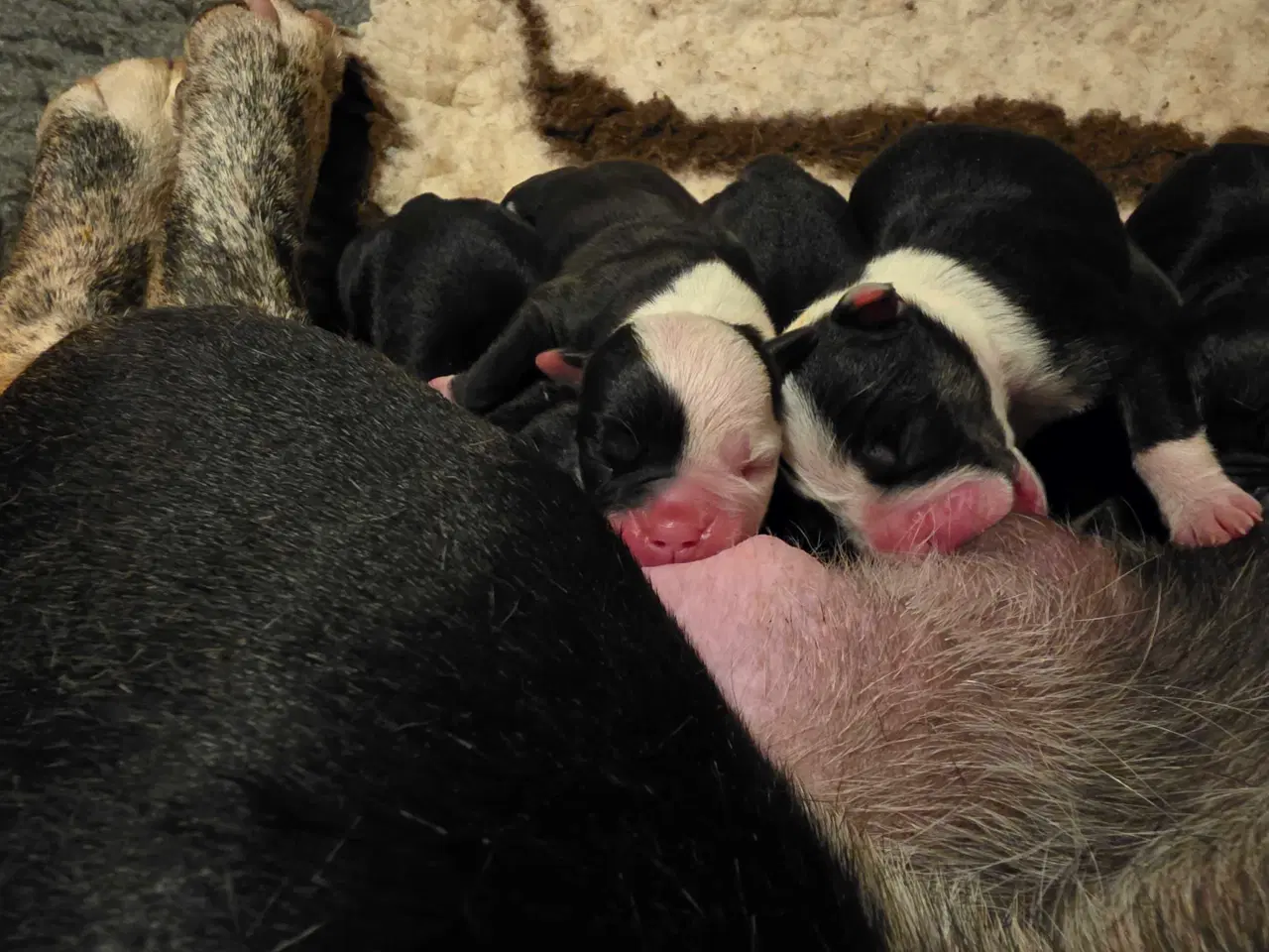 Billede 2 - Old english bulldog 