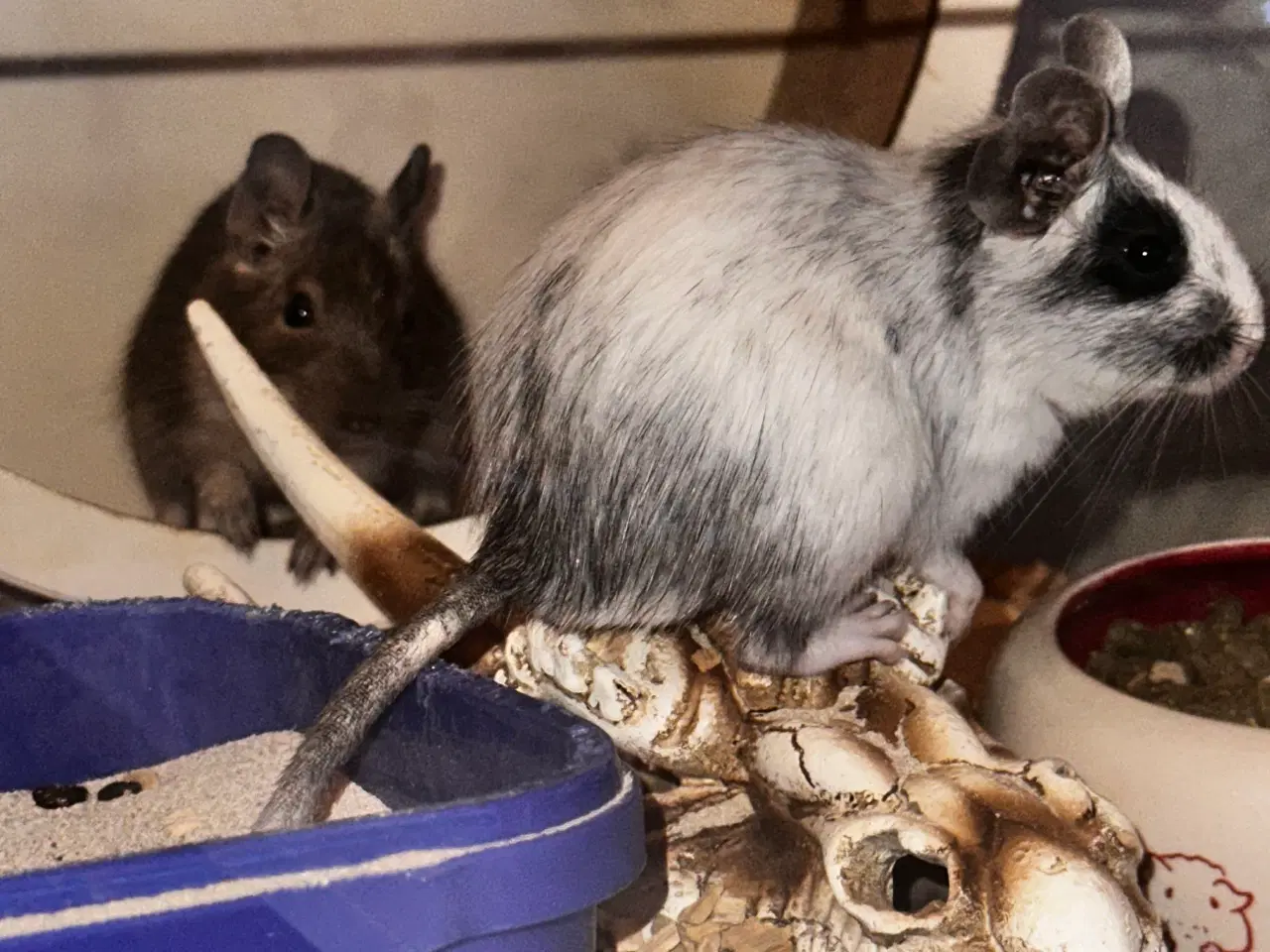 Billede 1 - Degu