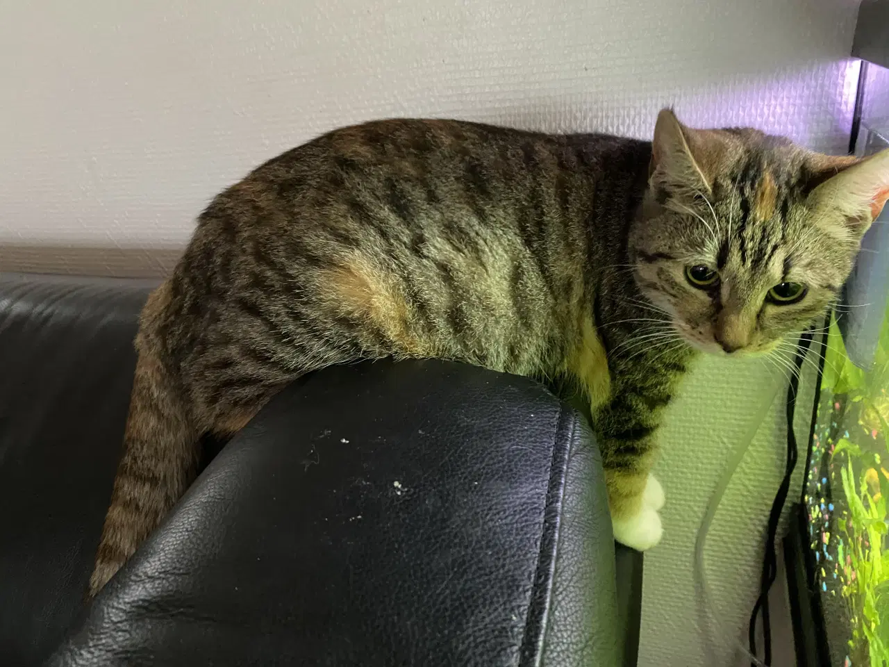 Billede 2 - 2 hun kattekillinger sælges