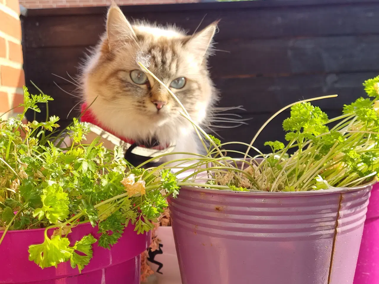 Billede 7 - Hellig birma/ragdoll blandinger