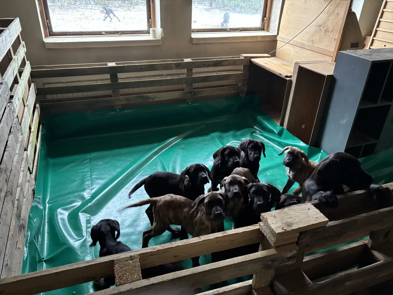 Billede 9 - Grand Danois hvalpe 