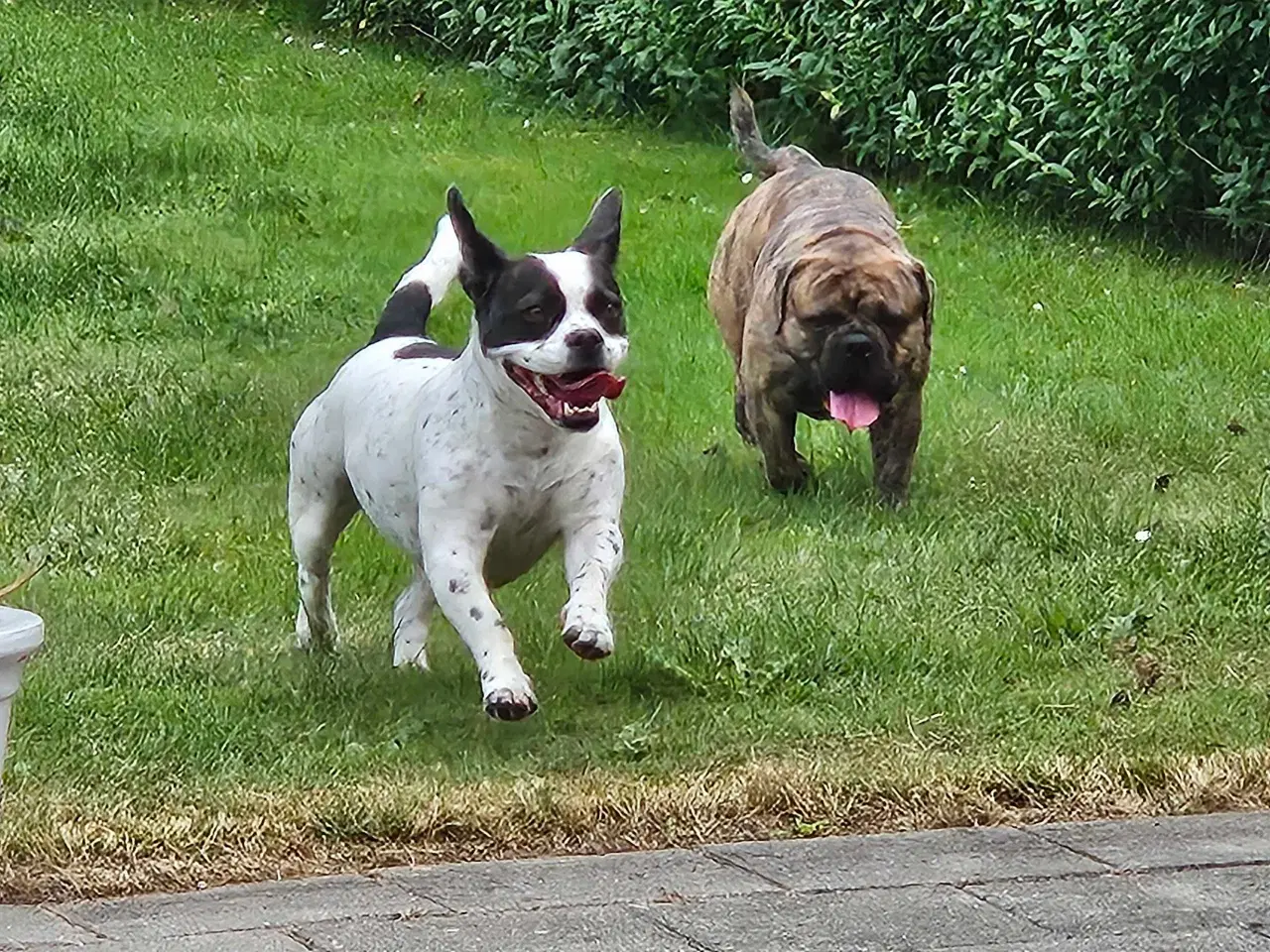 Billede 18 - Fransk bulldog og beagle blandinger født 30/10