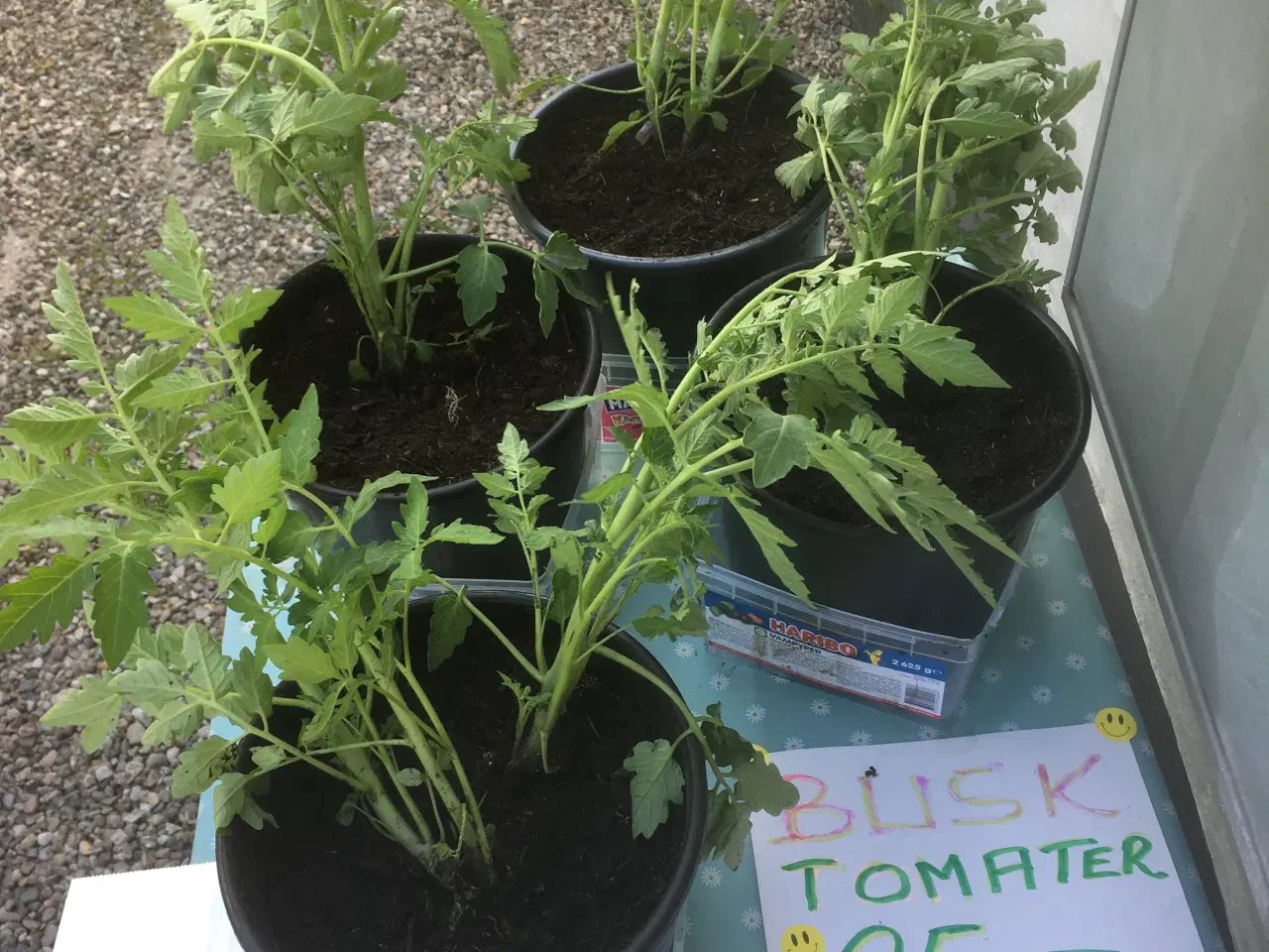 Billede 2 - Tomatplante - busk