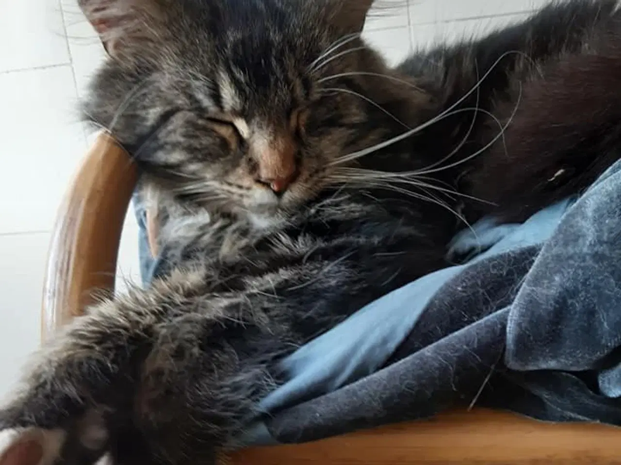 Billede 5 - Maine coon blanding 