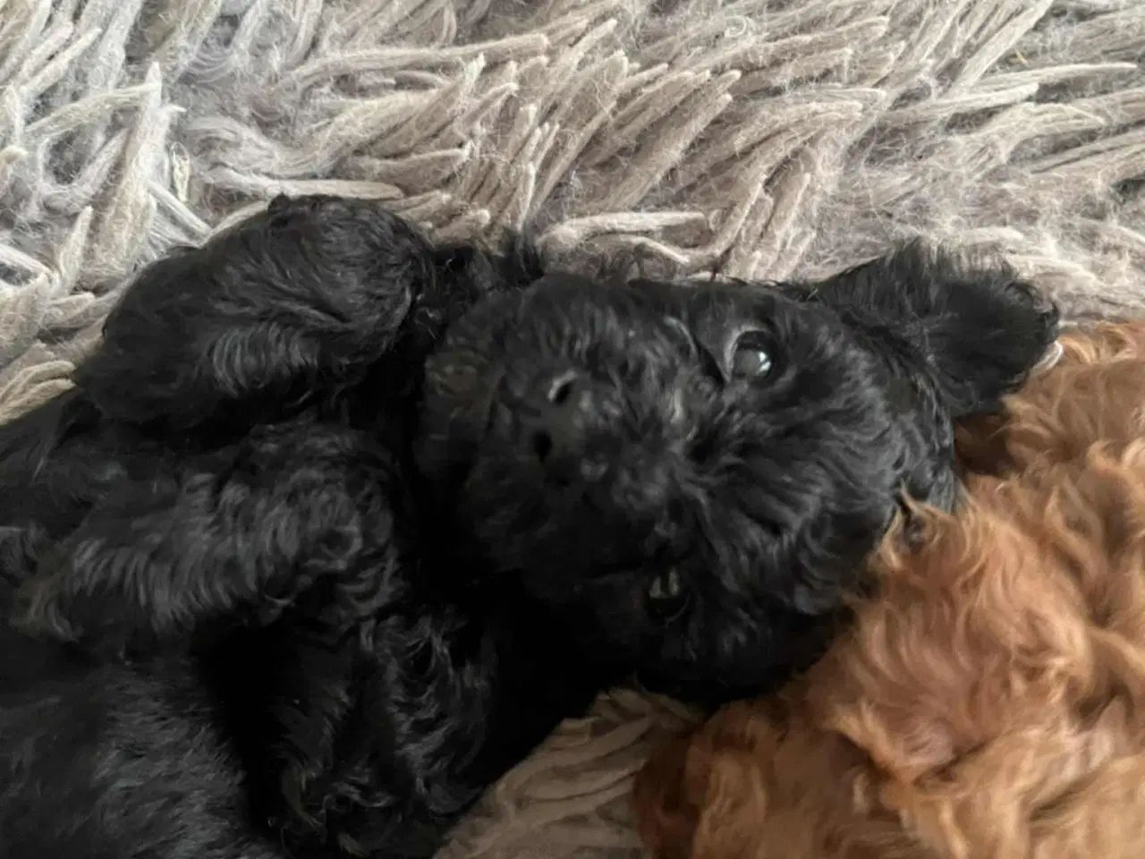 Billede 5 - Hund Cavapoo 